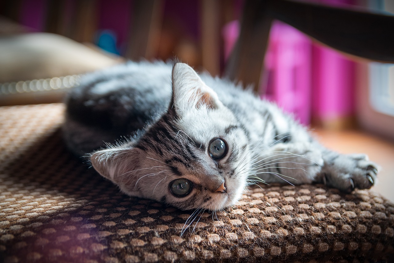 graue-babykatze-liegt-und-sieht-in-kamera