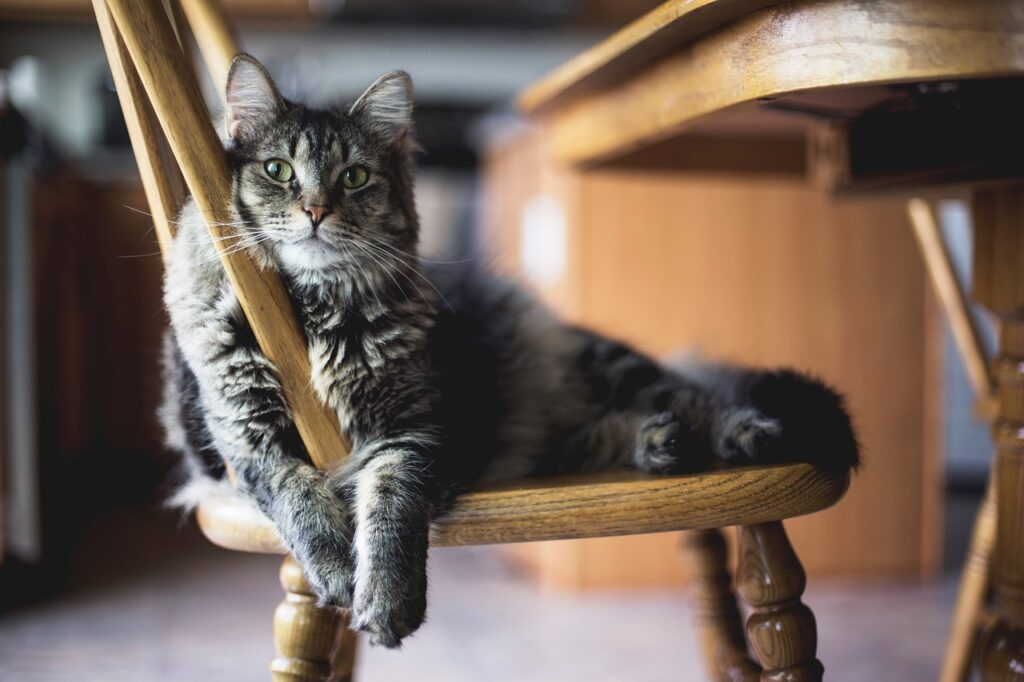 graue-katze-liegt-auf-einem-stuhl