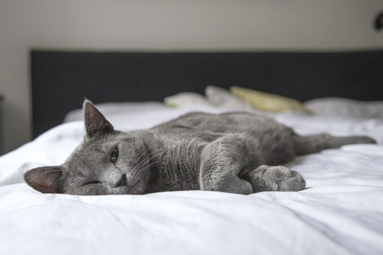 graue-katze-liegt-auf-weissem-bett