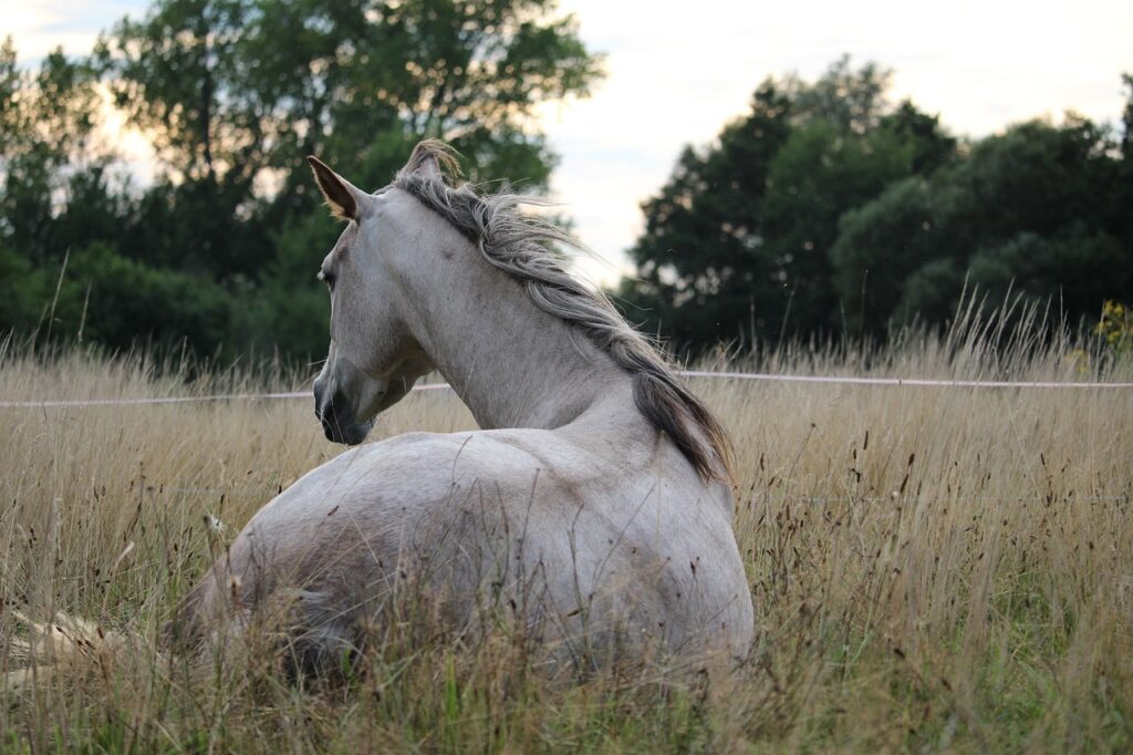 graues-pferd-steht-auf-einer-wiese-mit-hohem-gras