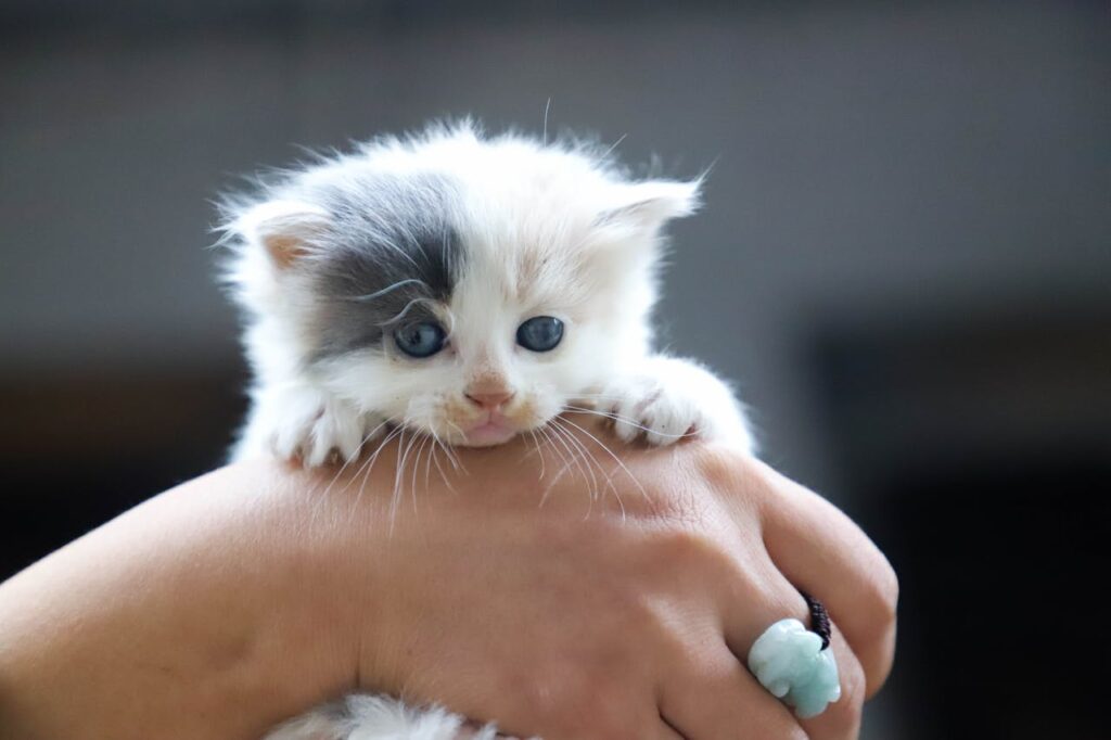 hand-haelt-grau-weisse-babykatze