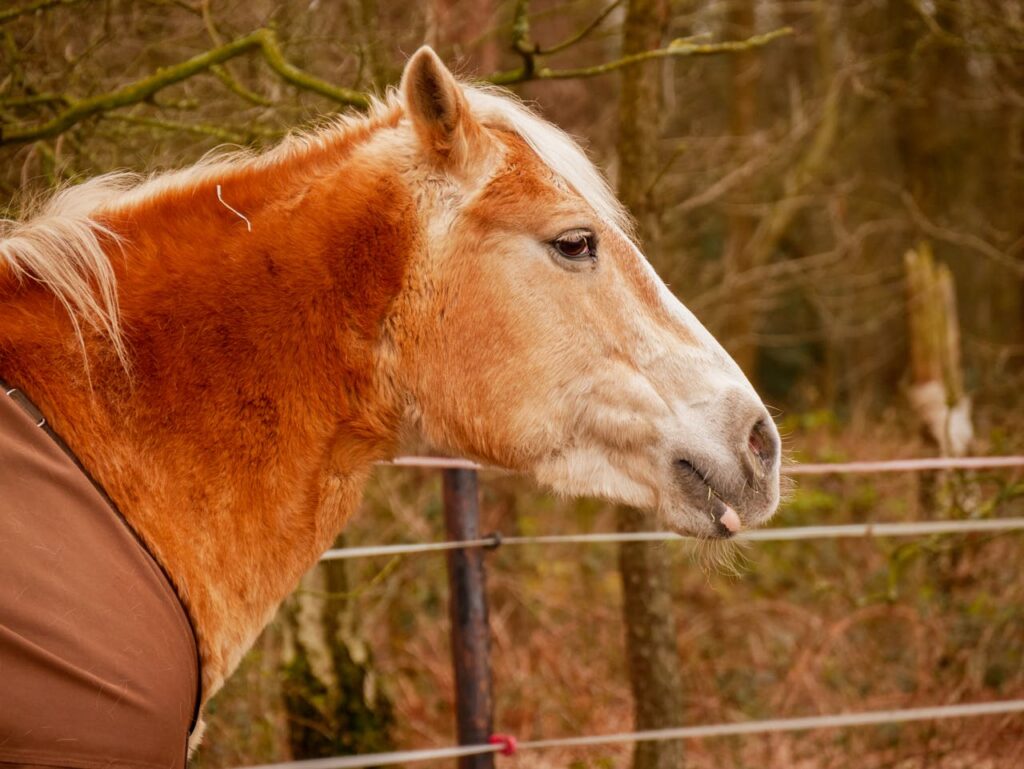 hellbraunes-pferd-mit-weisser-schnauze