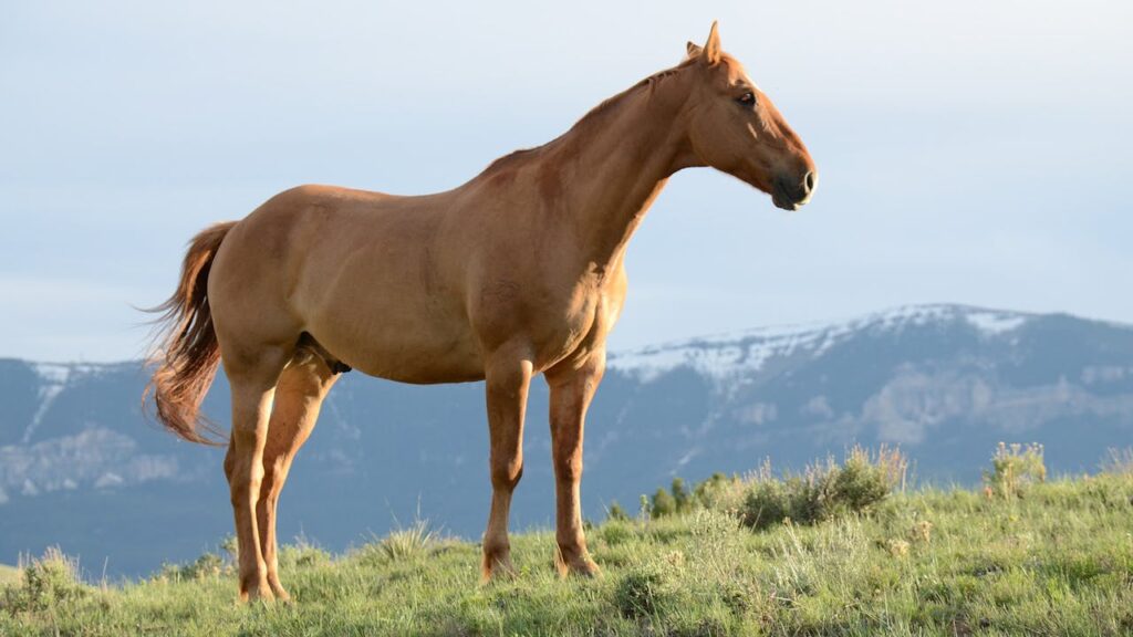 hellbraunes-pferd-steht-a