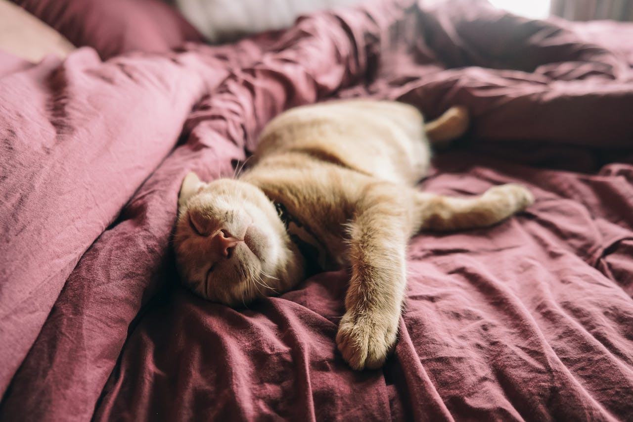 helle-katze-liegt-auf-roter-decke