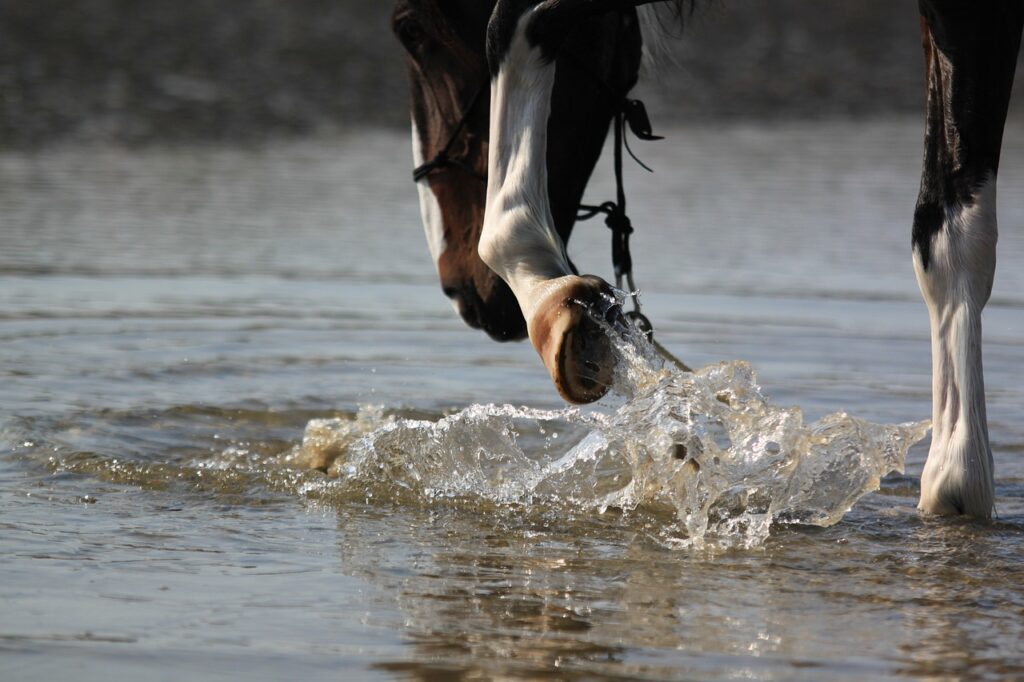 hufe-galoppieren-durch-wasser