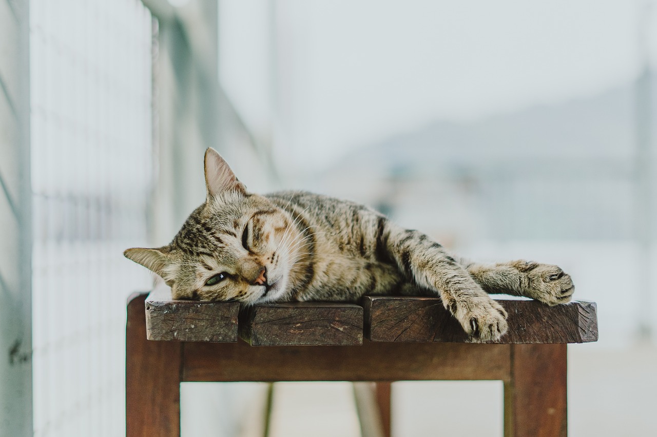 katze-liegt-seitlich-auf-holzbank