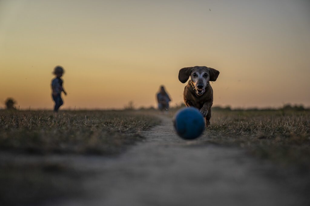 kleiner-dackel-rennt-blauem-ball-hinterher