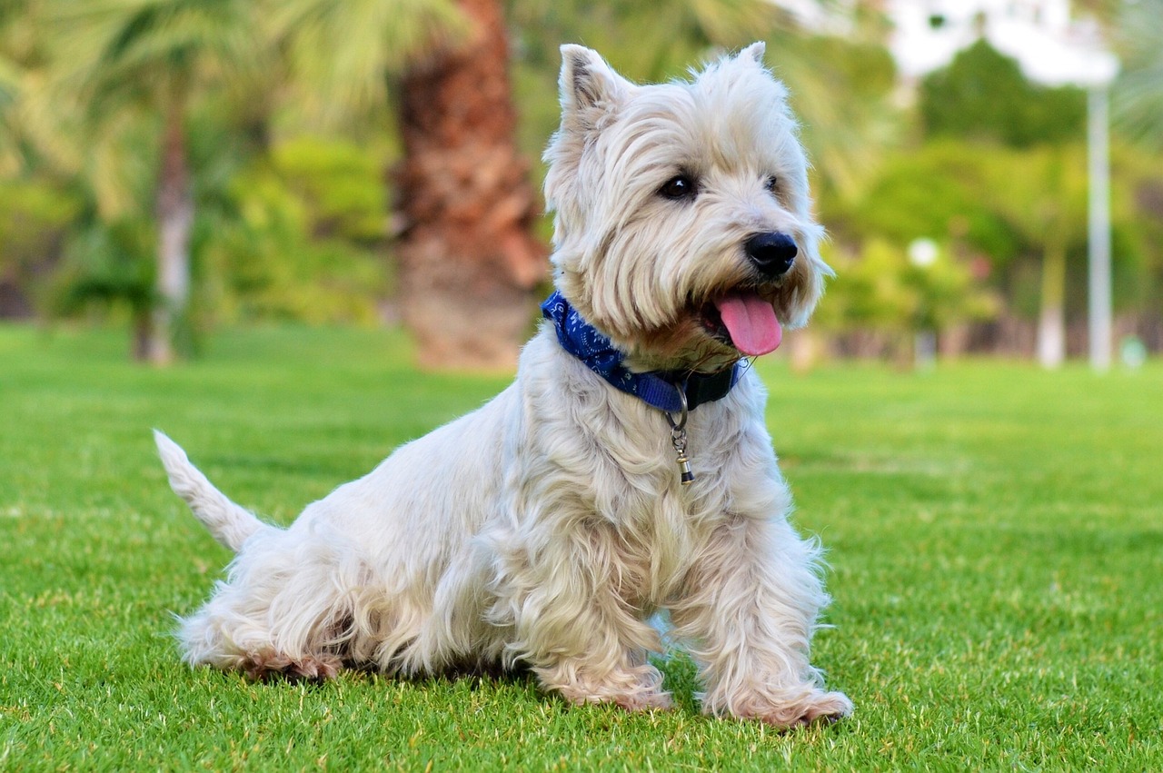 kleiner-hund-sitzt-auf-einer-wiese