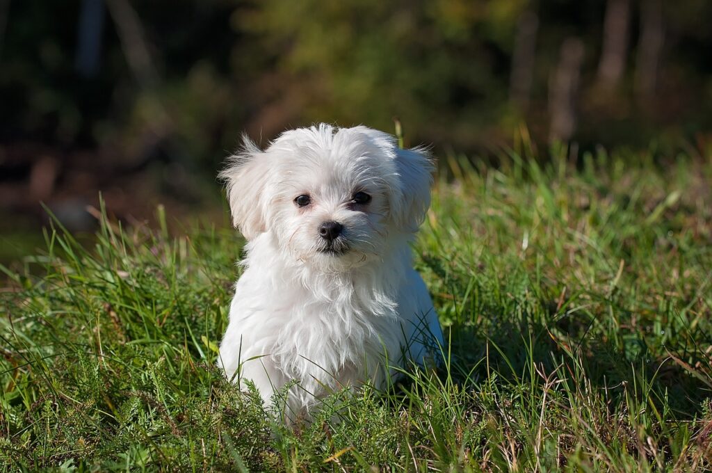 kleiner-weisser-hund-liegt-auf-einer-wiese