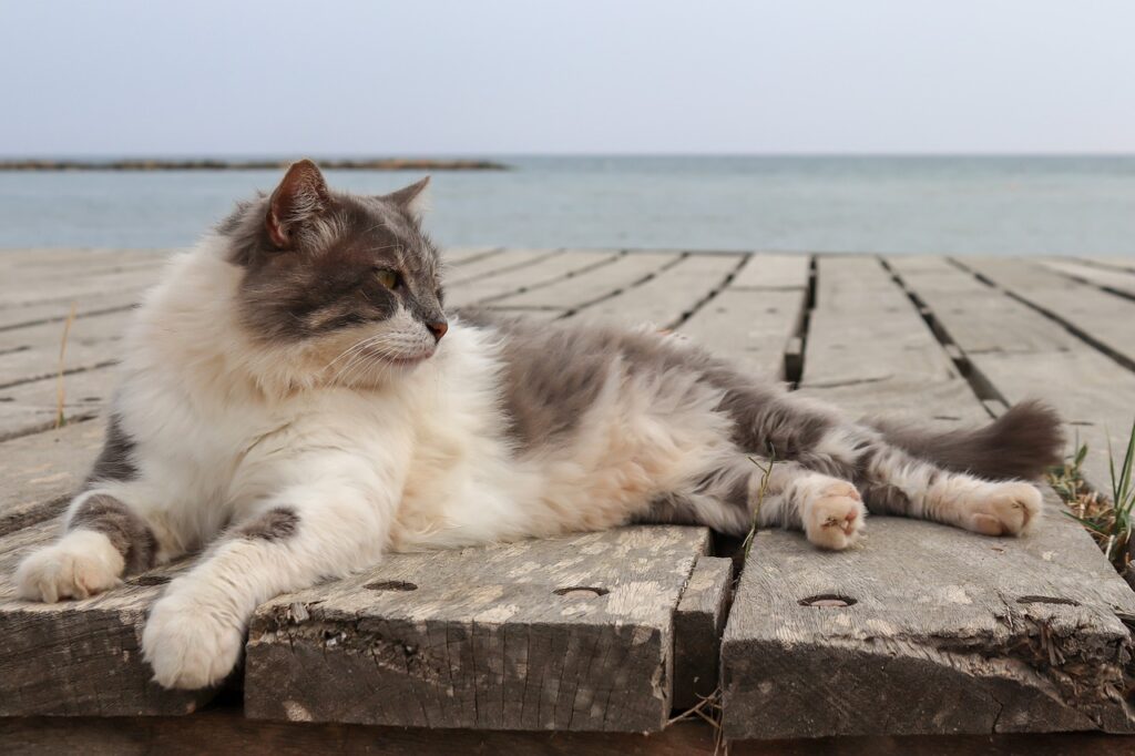 langhaarkatze-liegt-auf-holzboden-am-wasser