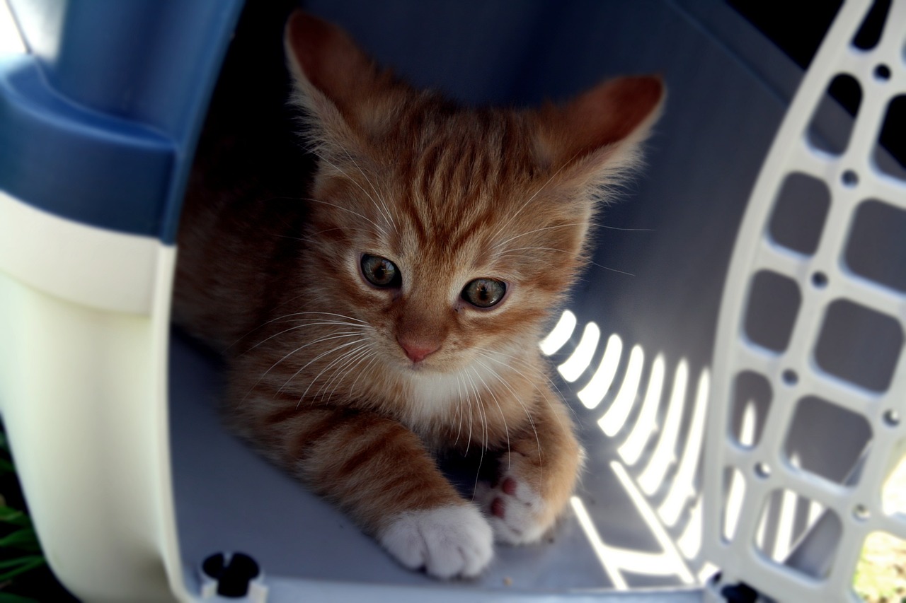 orange-babykatze-in-transportbox