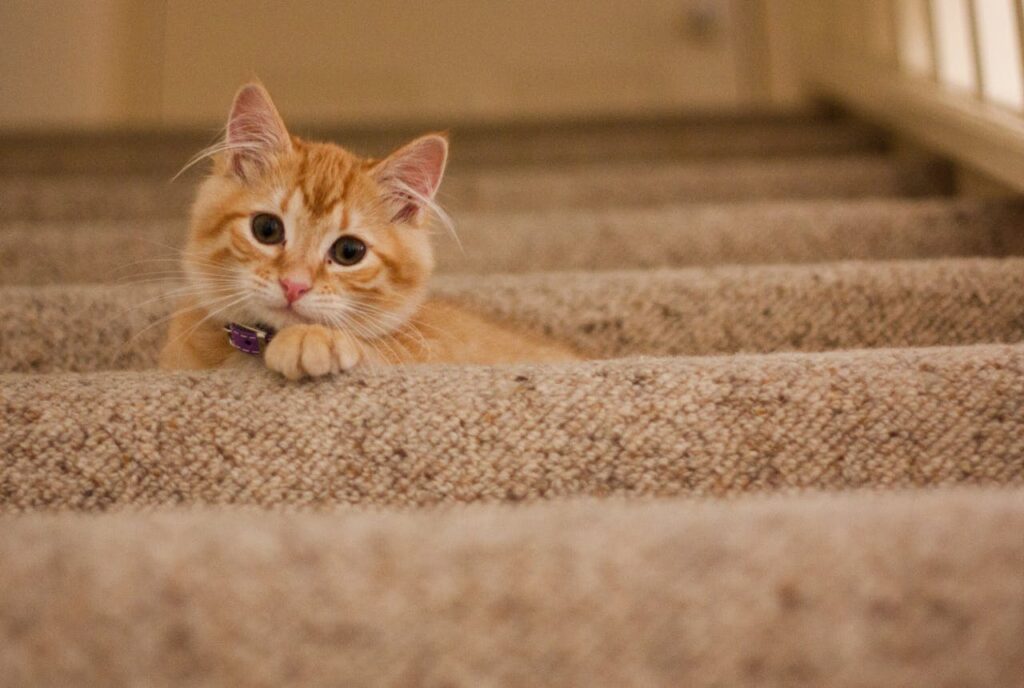 orange-babykatze-liegt-auf-treppe