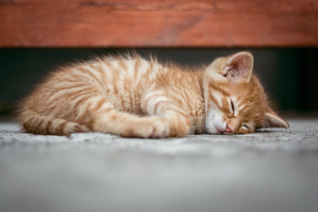 orange-babykatze-schlaeft-auf-grauem-boden