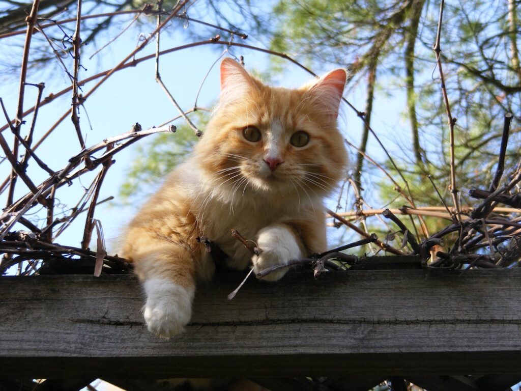 orange-katze-liegt-zwischen-aesten-auf-holzboden