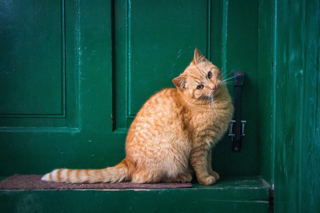 orange-katze-sitzt-vor-gruener-tuer