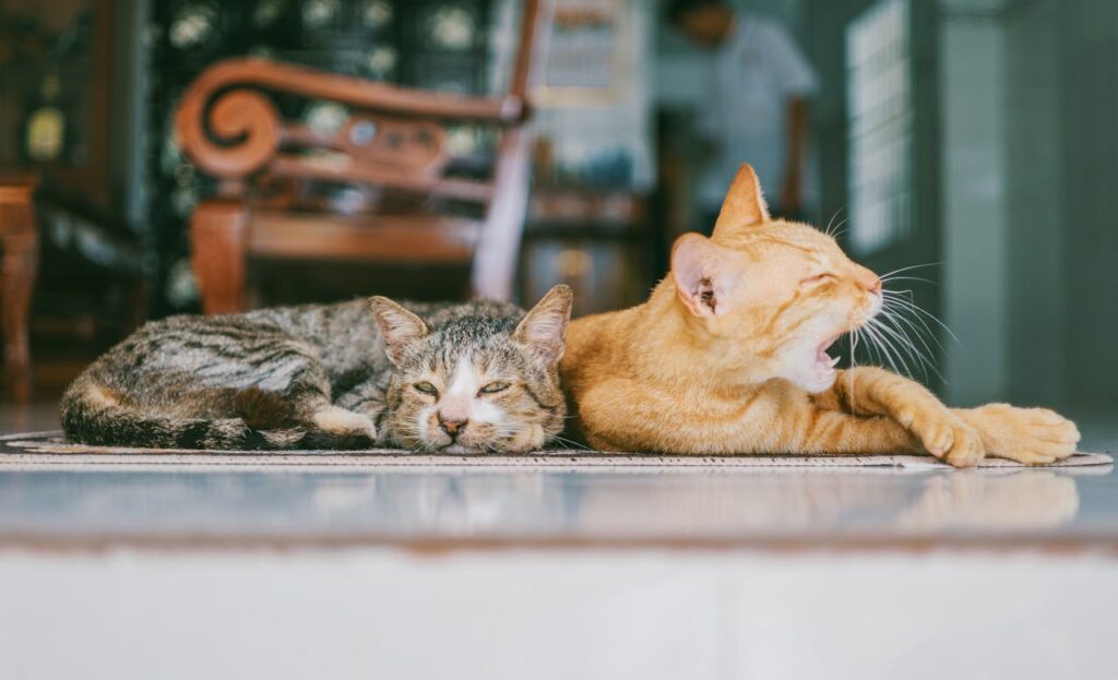 orange-und-graue-katze-liegen-nebeneinander