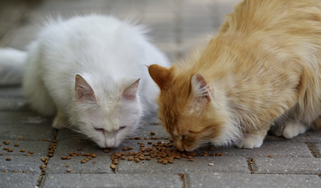 orange-und-weisse-katze-fressen-futter-vom-boden