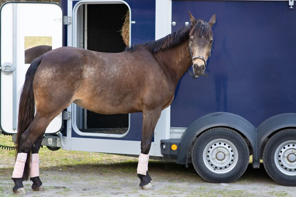 pferd-steht-vor-blauem-anhaenger