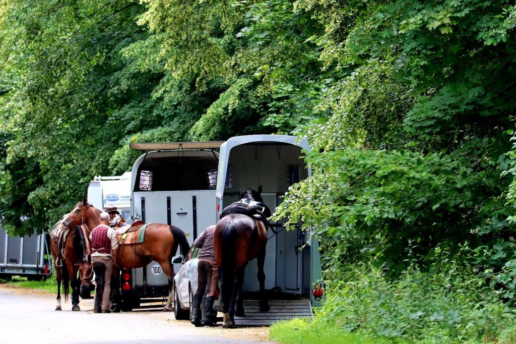 pferde-werden-in-anhaenger-eingeladen