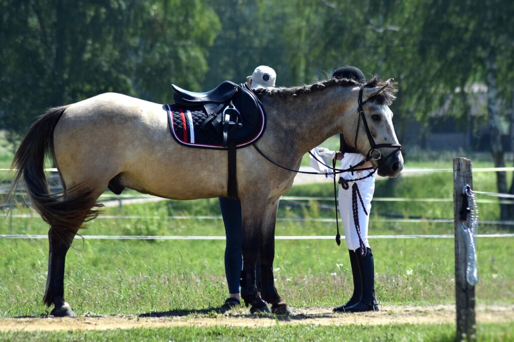 reiter-zieht-graues-pferd-sattel-an