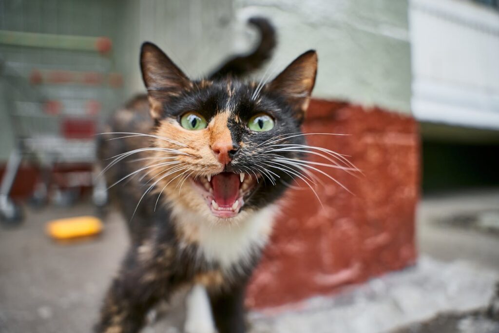 schwarz-goldene-katze-zeigt-ihre-zaehne