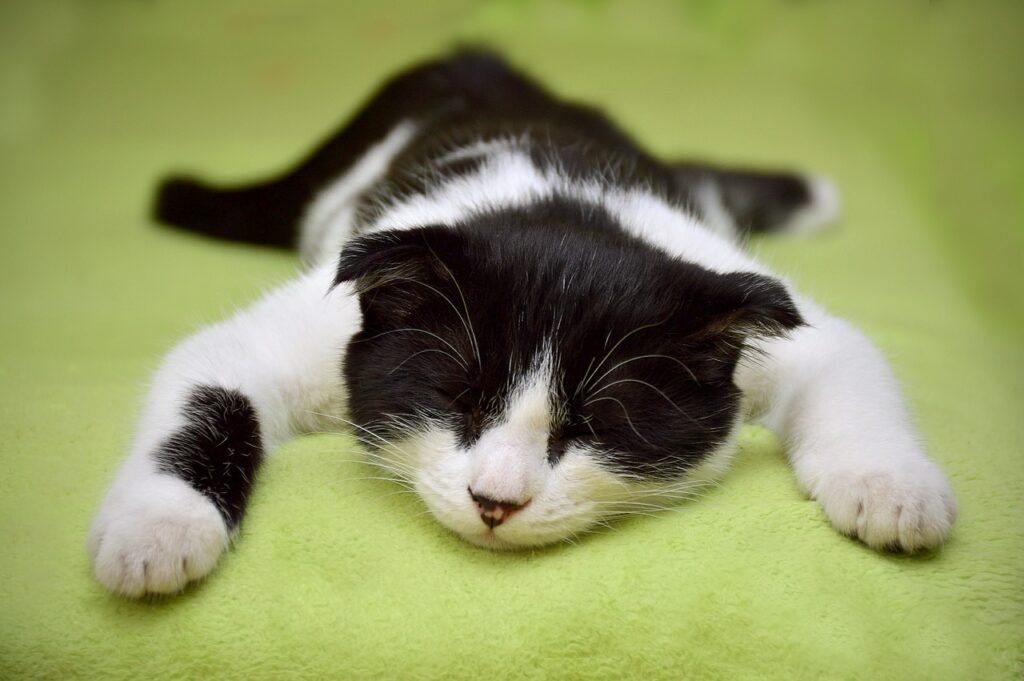 schwarz-weisse-katze-liegt-auf-grüner-decke-auf-dem-bauch