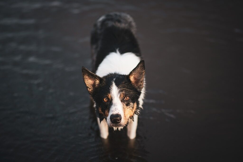 schwarz-weisser-hund-steht-im-wasser-schaut-nach-oben