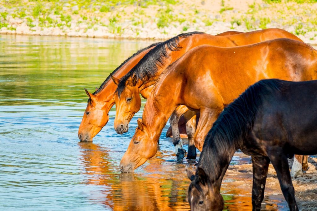 vier-pferde-trinken-wasser-aus-see