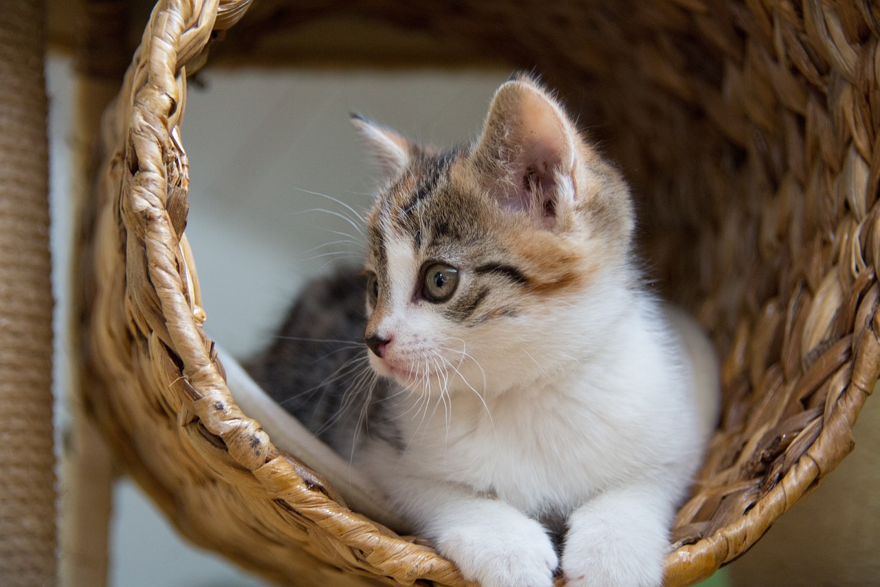 weiss-grau-gestreifte-katze-liegt-in-holztunnel