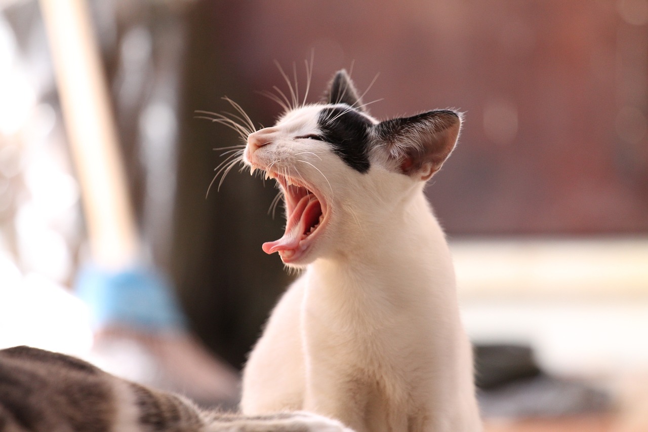 weiss-schwarze-katze-faucht