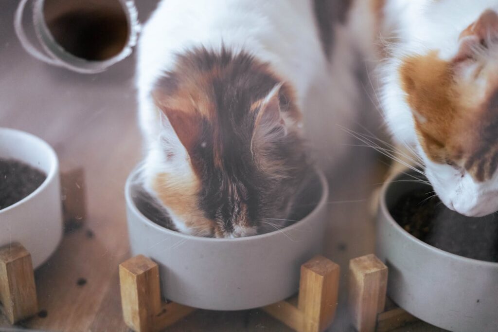 weisse-katze-frisst-futter-von-weissem-napf