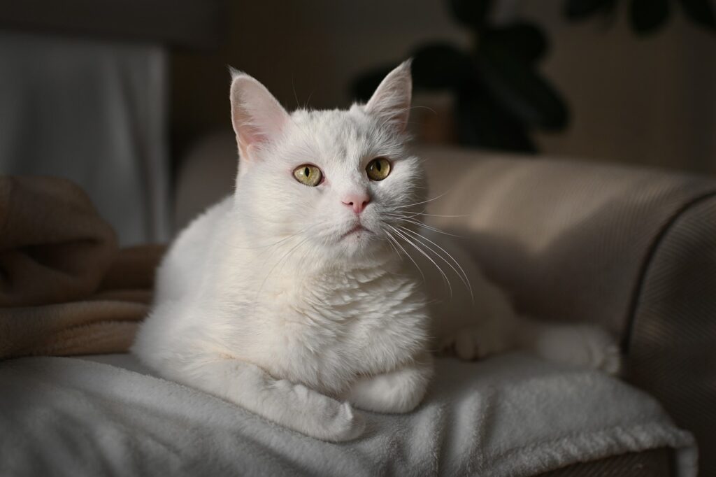 weisse-katze-liegt-auf-grauer-bettdecke