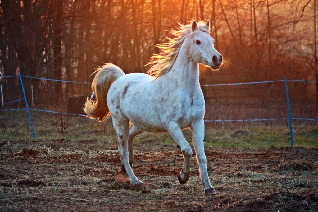 weisses-pferd-galoppiert-auf-erde-im-sonnenlicht