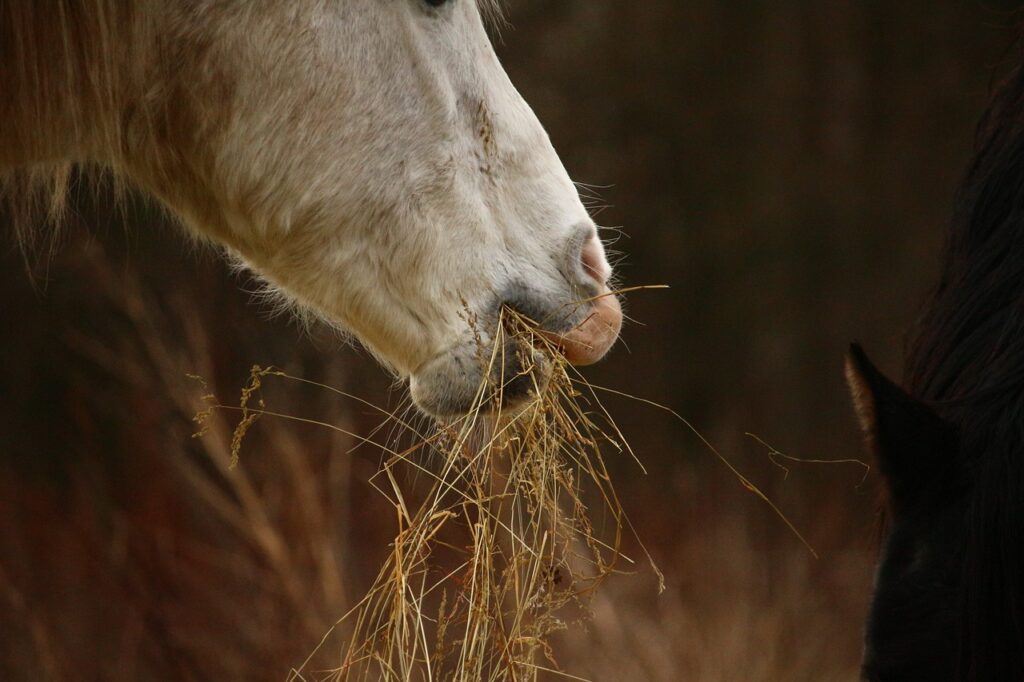 weisses-pferd-hat-heu-im-maul