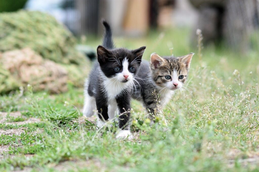 zwei-babykatzen-laufen-durch-den-garten