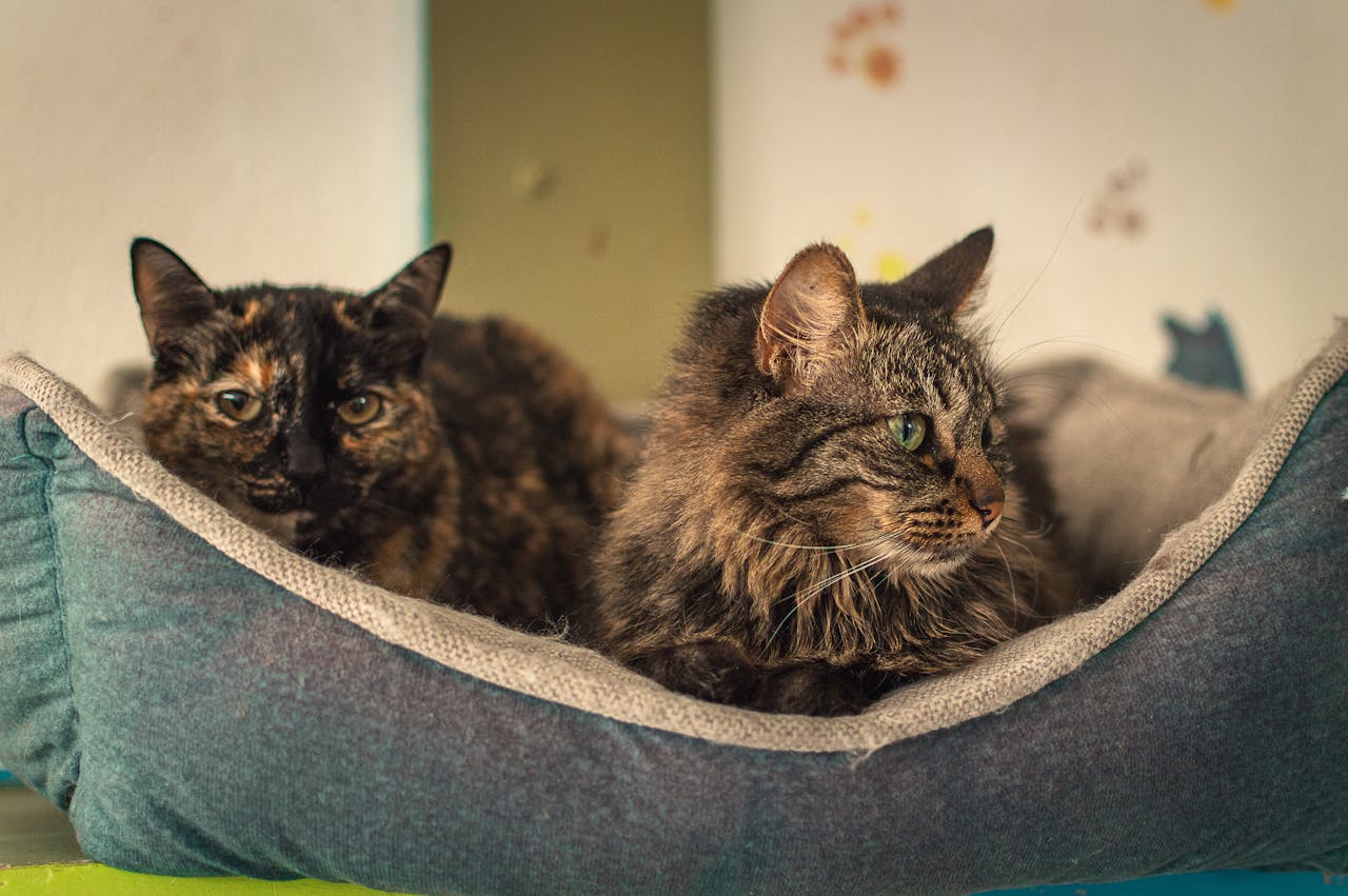 zwei-dunkle-katzen-liegen-in-grau-weissem-katzenbett