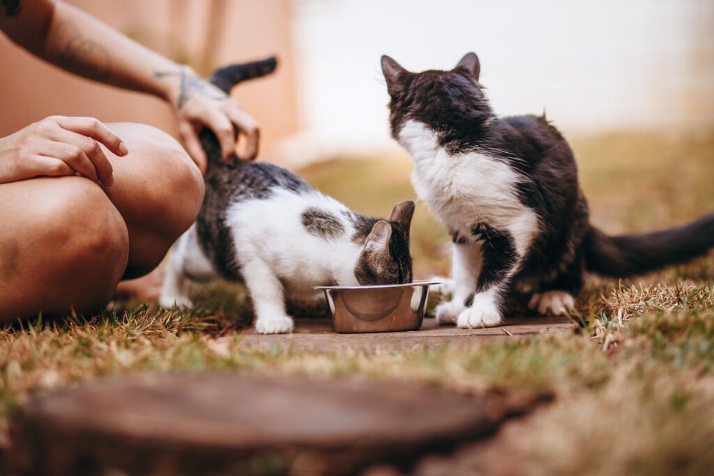 zwei-grau-weisse-babykatzen-fressen-aus-einem-napf