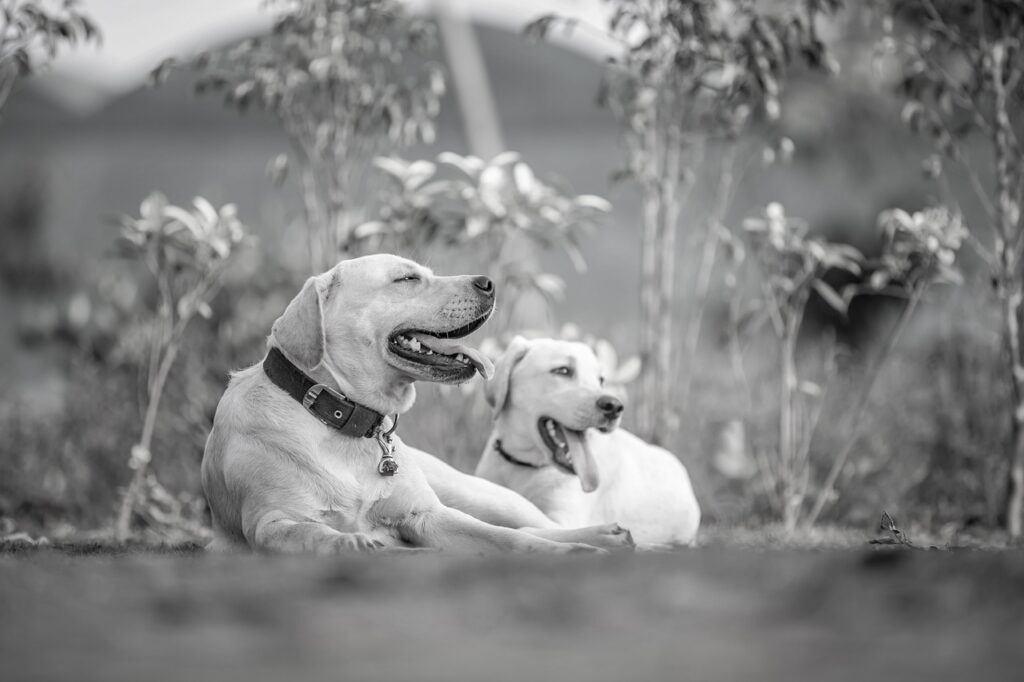 zwei-hunde-liegen-auf-einer-wiese-schwarz-weisses-foto