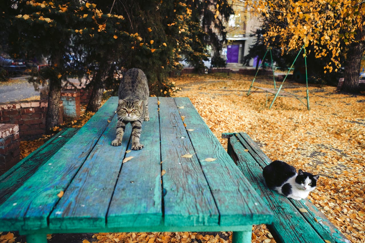 zwei-katzen-auf-einer-gruenen-bank-im-garten