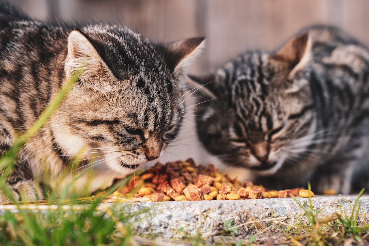 zwei-katzen-essen-futter-vom-boden