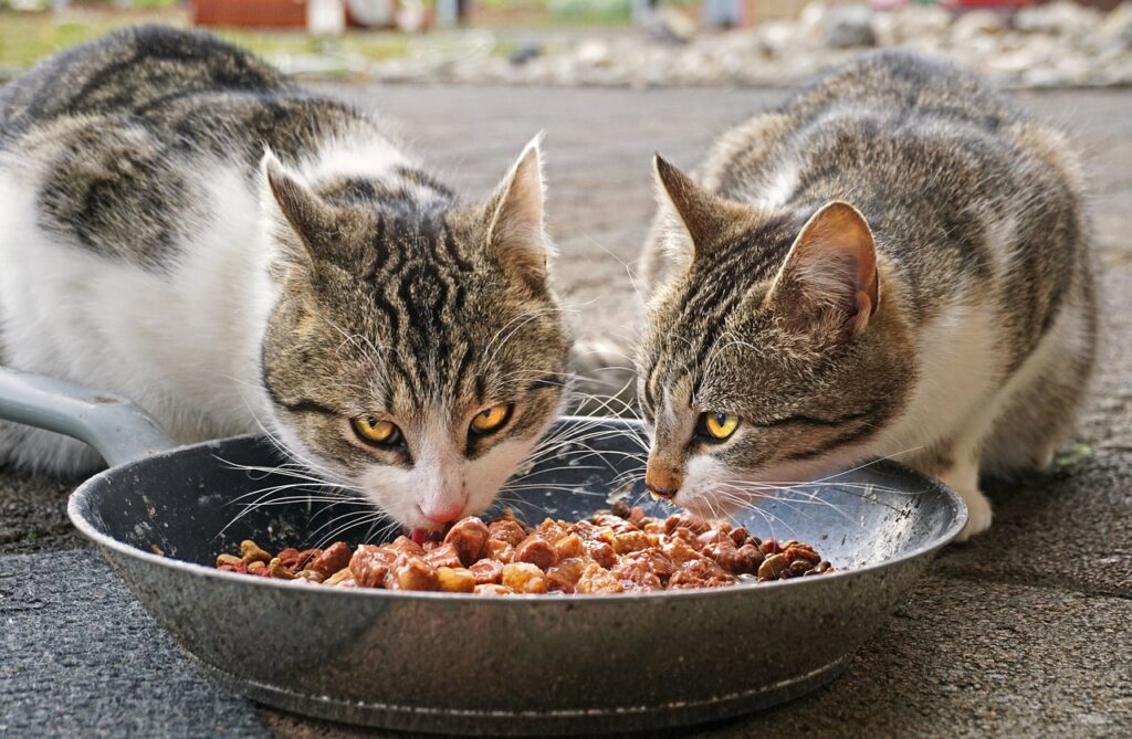 zwei-katzen-fressen-aus-grossem-metallnapf