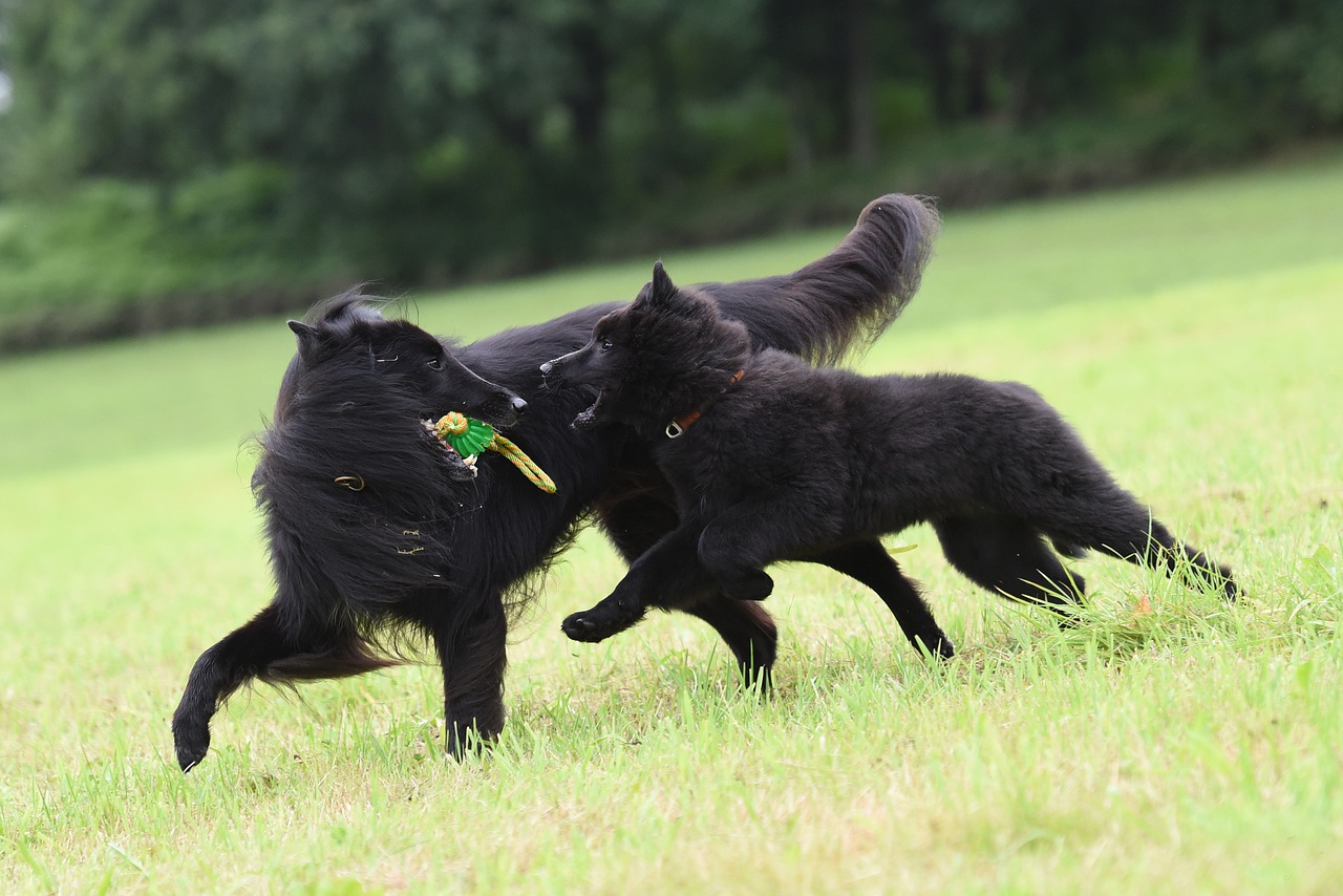 zwei-schwarze-hunde-spielen-auf-einer-wiese-mit-spielzeug