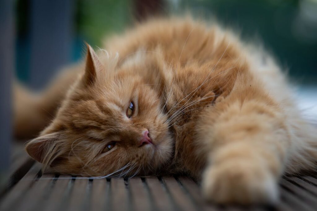 beige-orangene-katze-schlaeft