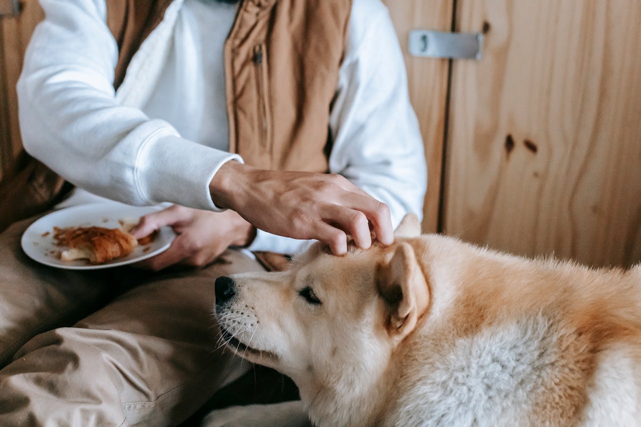 frau-mit-weissem-oberteil-fuettert-beigen-hund