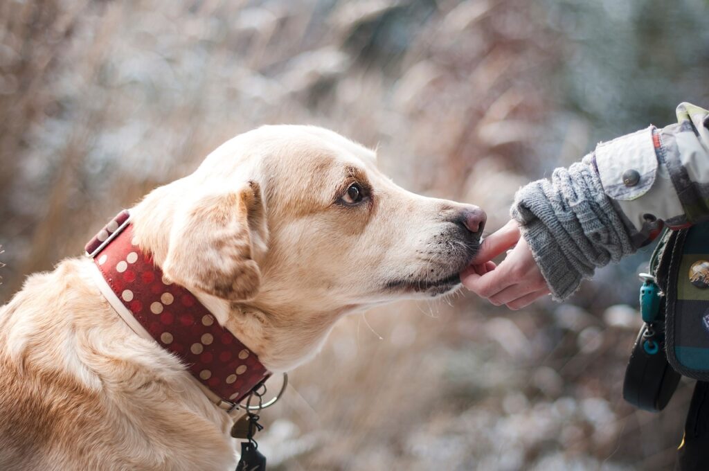 frauenhand-fuettert-beigen-hund-mit-rotem-halsband