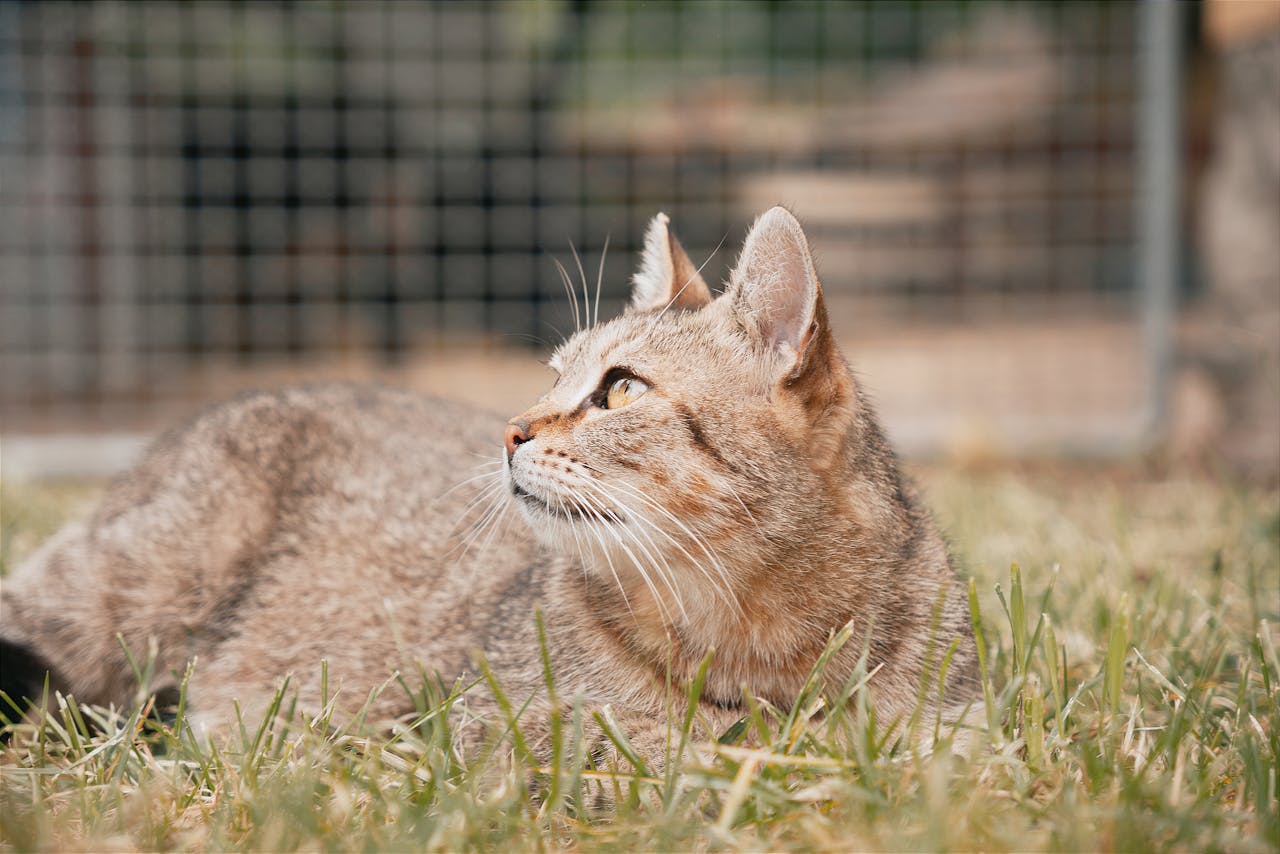 hellbraune-katze-schaut-nach-oben-und-liegt-im-gras