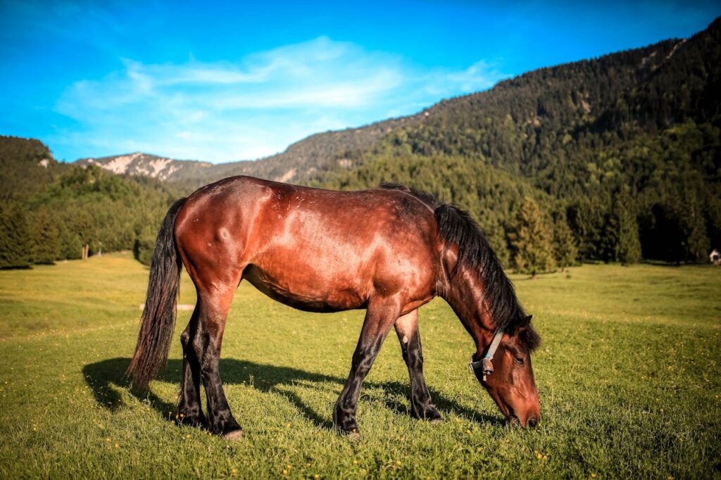 hellbraunes-pferd-frisst-gras-auf-weide