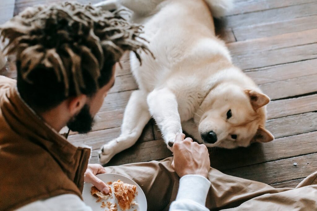 heller-hund-liegt-und-frisst-von-menschenhand