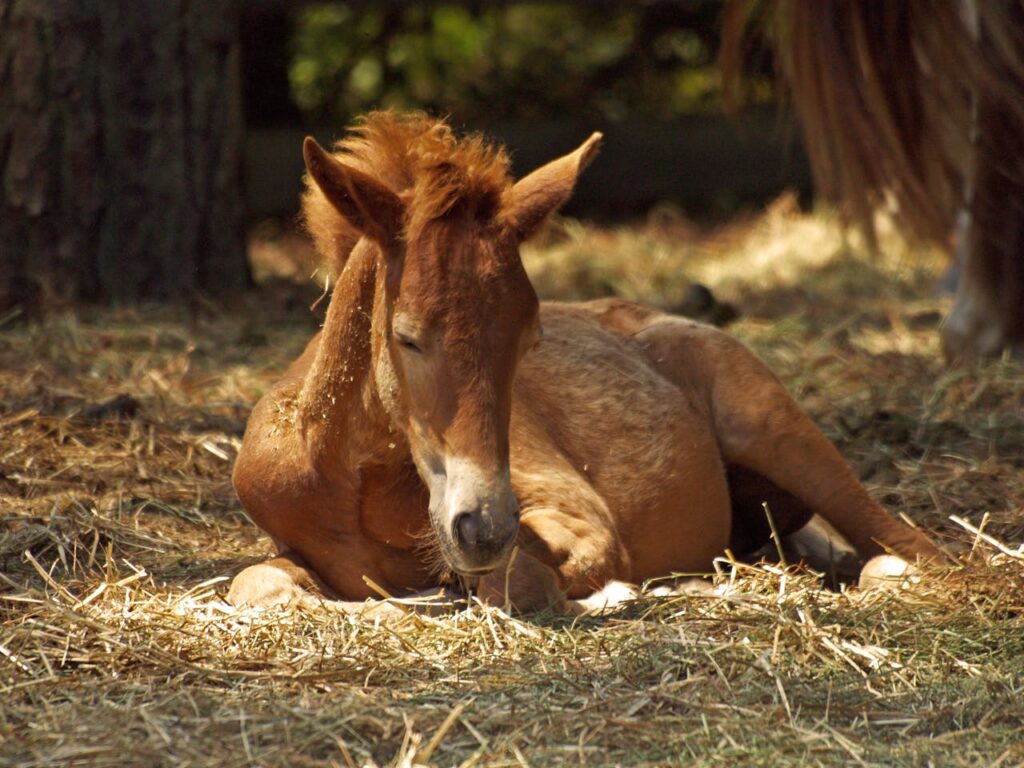 junges-braunes-pferd-liegt-in-heu