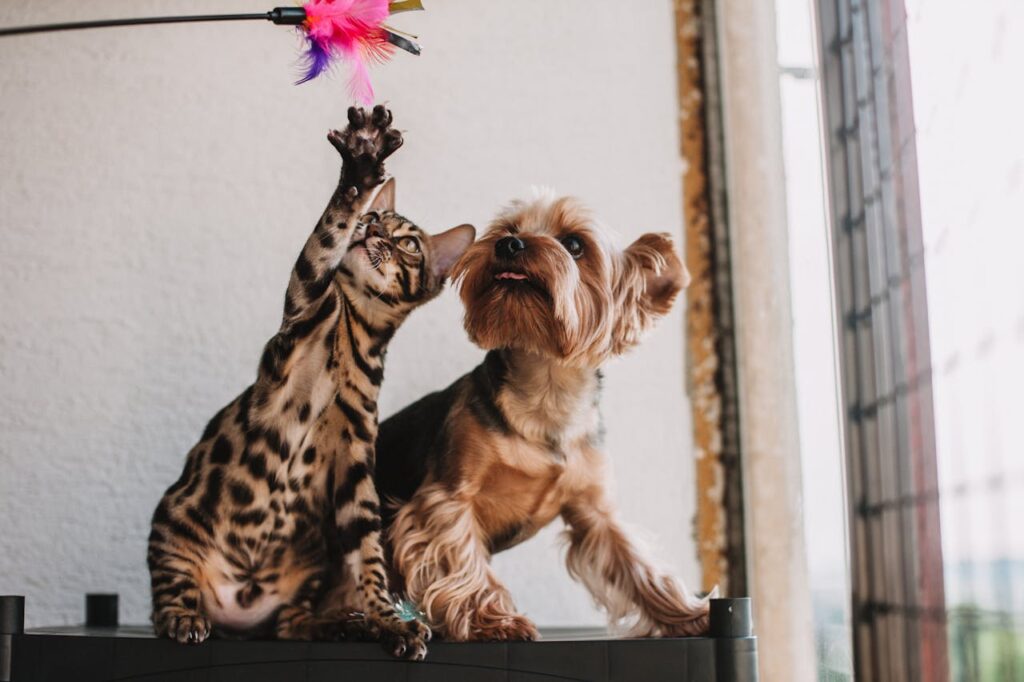 katze-und-hund-spielen-mit-rosa-spielzeug